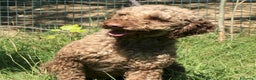 Lagotto cani in vendita: Lagotto romagnolo - maschio adulto 1 a Provincia di Ravenna - Annuncio 1