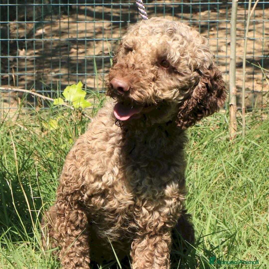 Lagotto cani in vendita: Lagotto romagnolo - maschio adulto 1 a Provincia di Ravenna - Annuncio 1