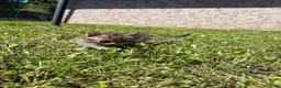 Meticcio gatti in regalo: Gattine femmine  - Annuncio 6