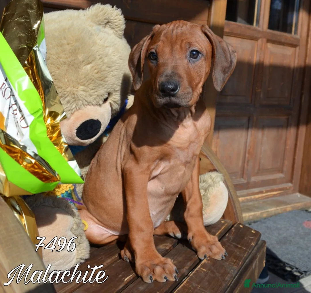 Immagine della galleria {{count}}