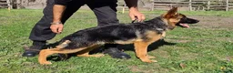 Pastore Tedesco cani in vendita: PASTORI TEDESCHI - Annuncio 29