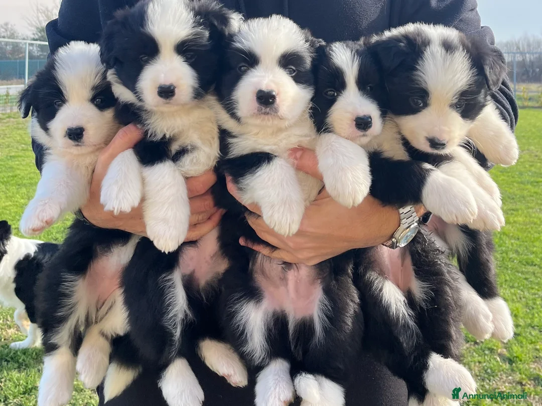 Immagine della galleria {{count}}