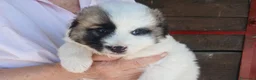 Meticcio cani in regalo: LA CUCCIOLA SVEVA CERCA LA SUA MAMMA - Annuncio 3