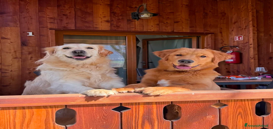 Immagine della galleria {{count}}