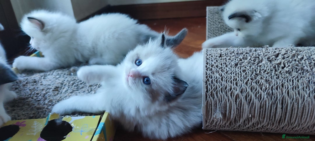 Ragdoll gatti in vendita: Cucciolo ragdoll  a Città metropolitana di Milano - Immagine 5