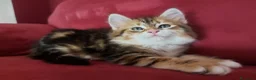 Siberiano gatti in vendita: Cucciolo Siberiano Certificato  - Annuncio 11