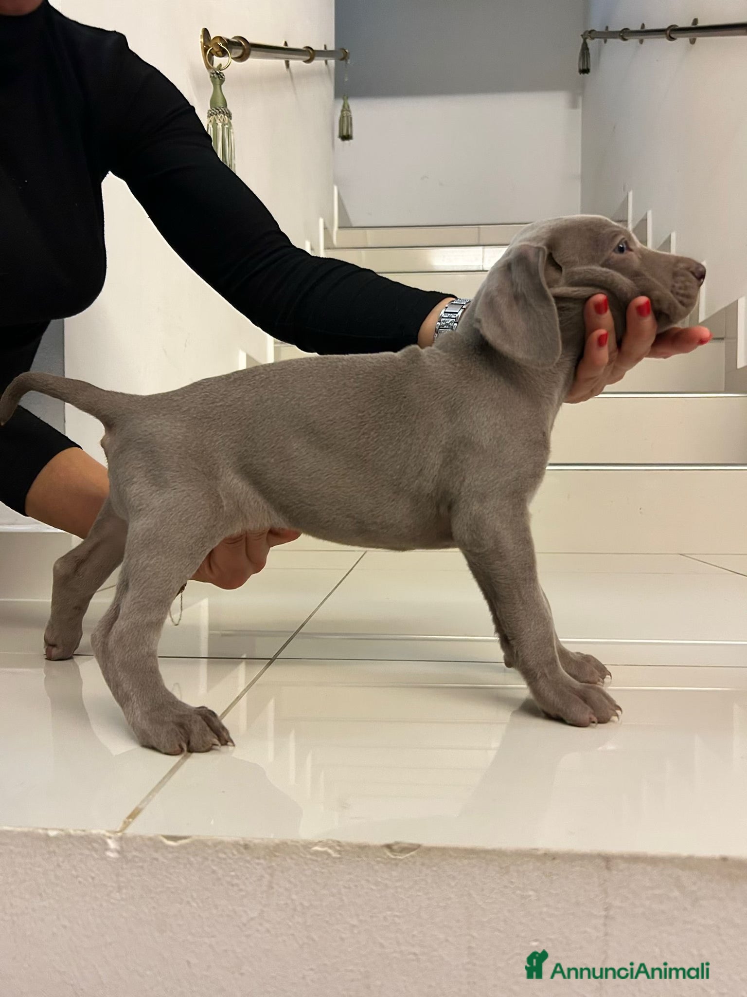 Weimaraner cani Weimaraner cuccioli pubblicità‘ segugio  - Annuncio 1