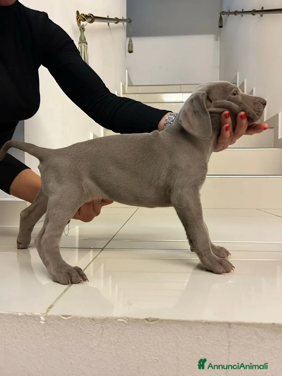 Weimaraner cani in vendita: Weimaraner cuccioli pubblicità‘ segugio  - Annuncio 1