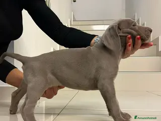 Weimaraner cani Weimaraner cuccioli pubblicità‘ segugio - Annuncio 3