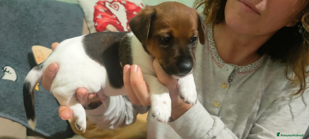 Jack Russell cani in vendita: Cucciolo jack Russell  - Annuncio 1