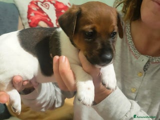 Jack Russell cani Cucciolo jack Russell - Annuncio 1