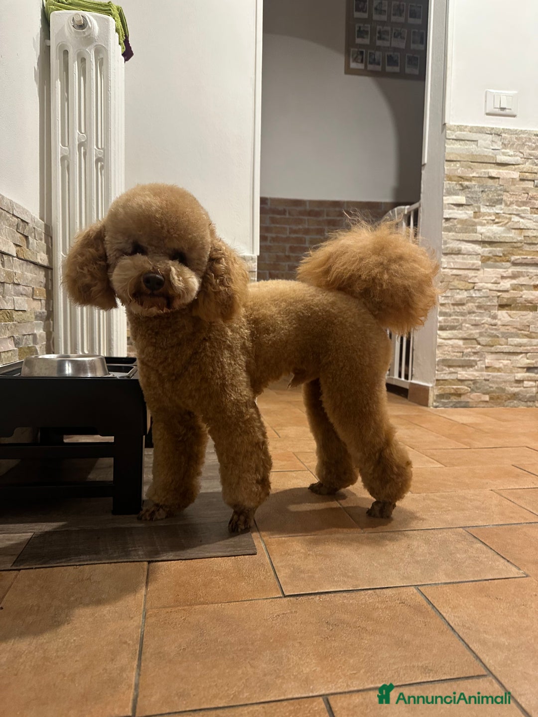 Barboncino cani per accoppiamento: Barboncino red maschio a Città Metropolitana di Firenze - Annuncio 1