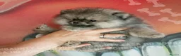 Volpino Pomerania cani in vendita: Cuccioli di Pomerania con Pedigree - Annuncio 6