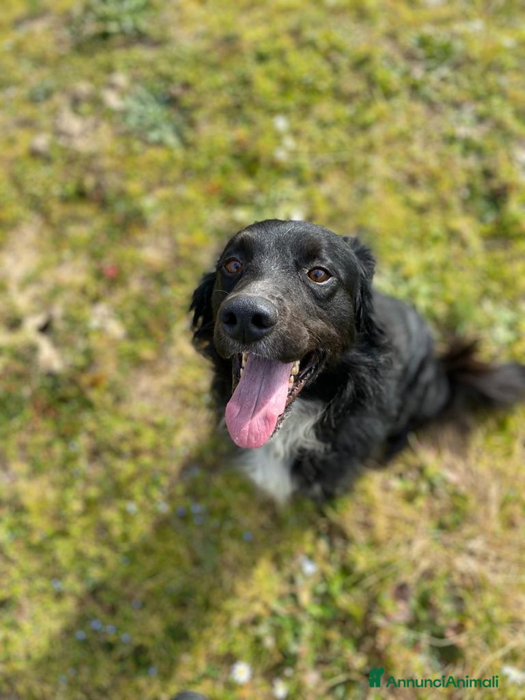 Meticcio cani in regalo: PRINCE occhi belli cerca casa - 7 anni  a Provincia di Latina - Annuncio 6