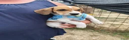 Meticcio cani in regalo: CUCCIOLI 2 mesi taglia media - Annuncio 6