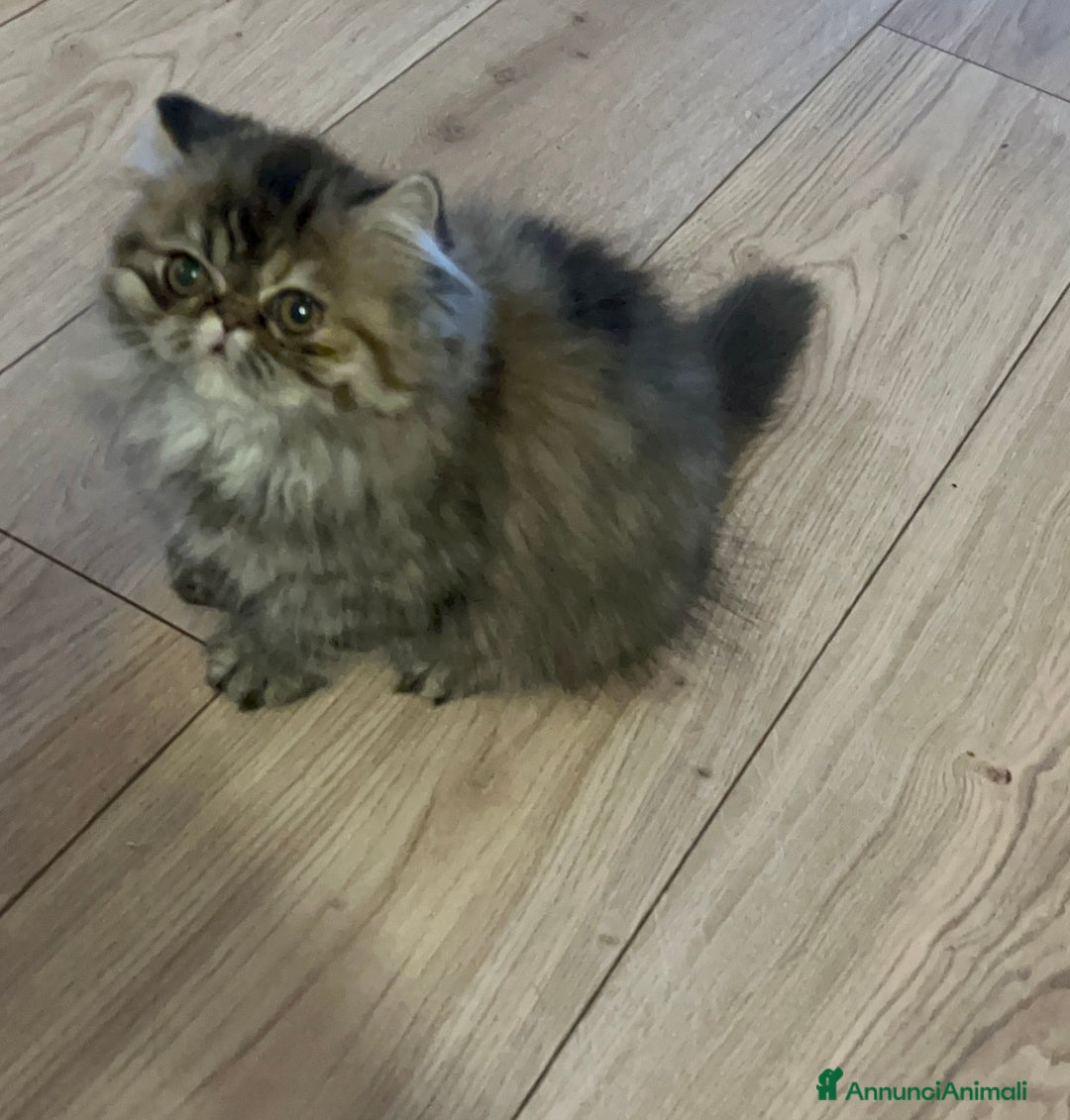 Persiano gatti in vendita: Gatto Persiano cucciolo - Annuncio 2