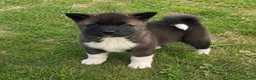 Akita Americano cani in vendita: Prezzo bomba cuccioli di akita - Annuncio 2