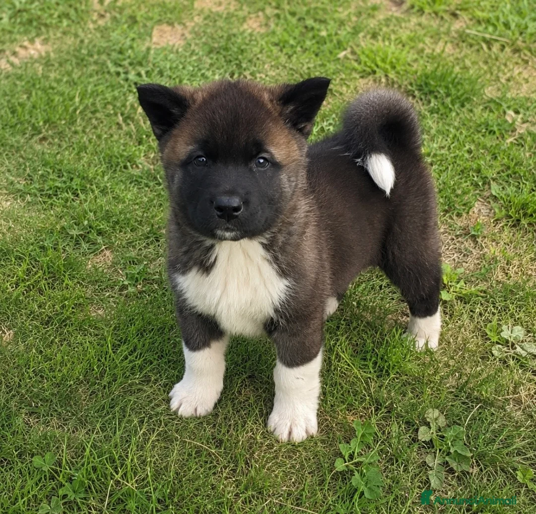Akita Americano cani in vendita: Prezzo bomba cuccioli di akita - Annuncio 2