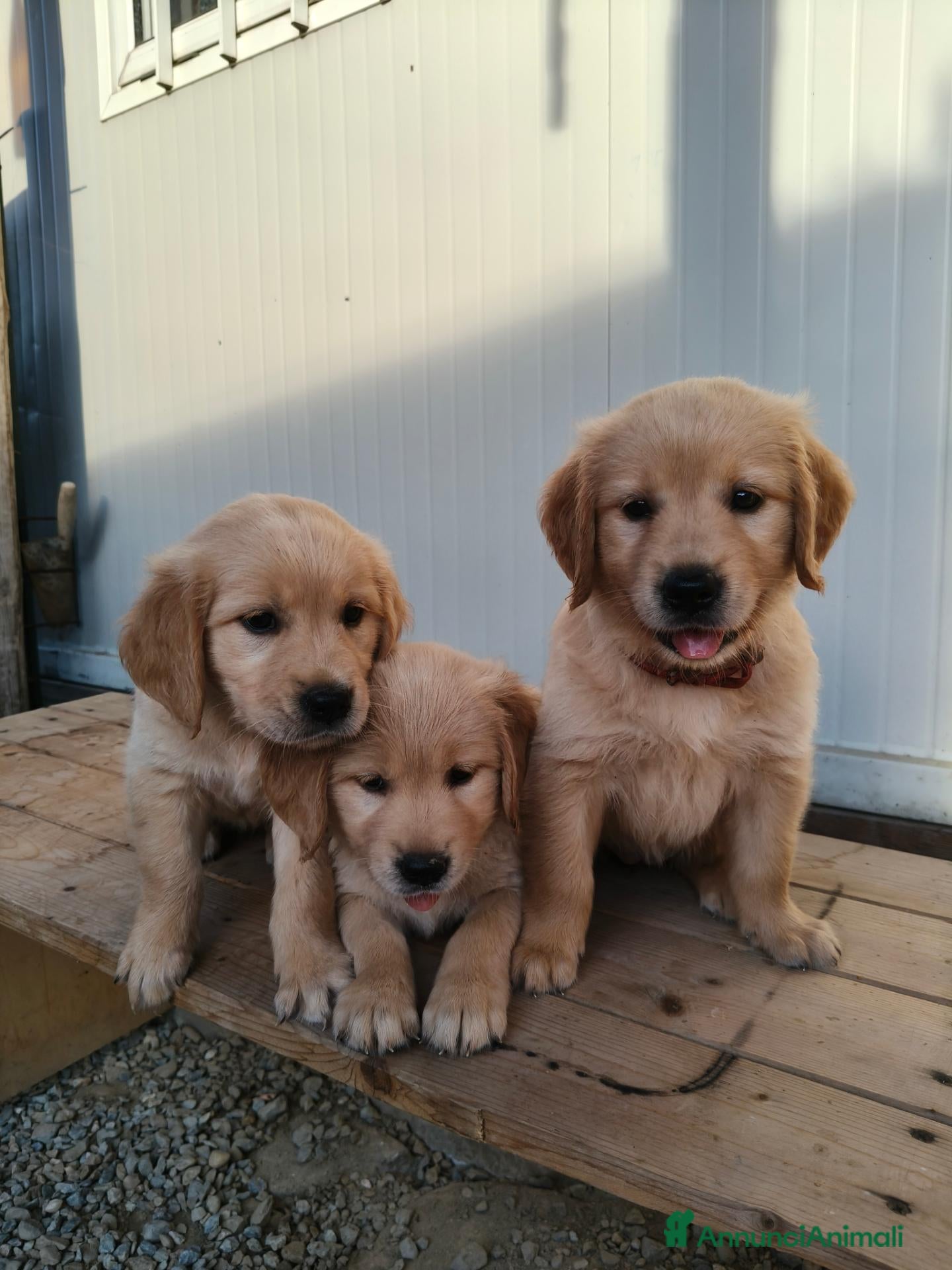 Golden Retriever cani Cuccioli Golden Retriever - Annuncio 3