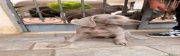 Weimaraner cani in vendita: Disponibili Cuccioli Weimaraner Abruzzo  a Provincia dell'Aquila - Annuncio 2