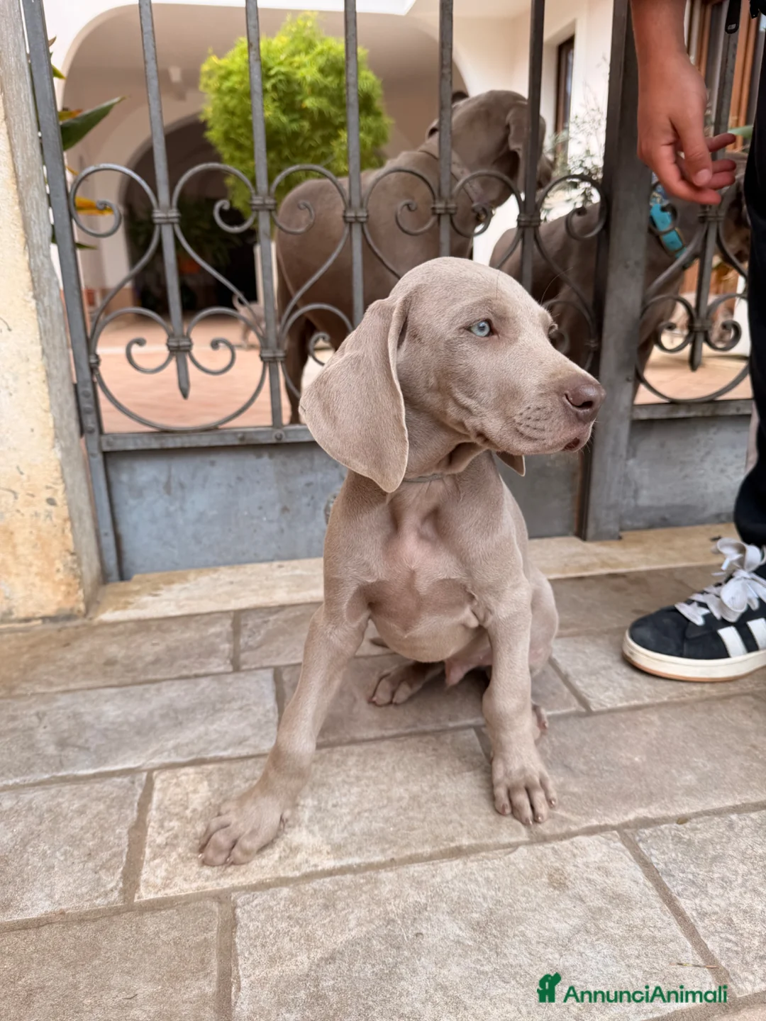 Weimaraner cani in vendita: Disponibili Cuccioli Weimaraner Abruzzo  a Provincia dell'Aquila - Annuncio 2