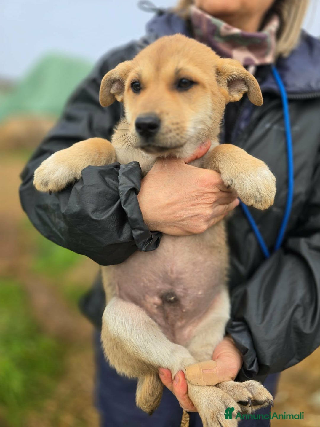 Meticcio cani in regalo: Zeno gioioso cucciolo aspetta la sua famiglia - Annuncio 2