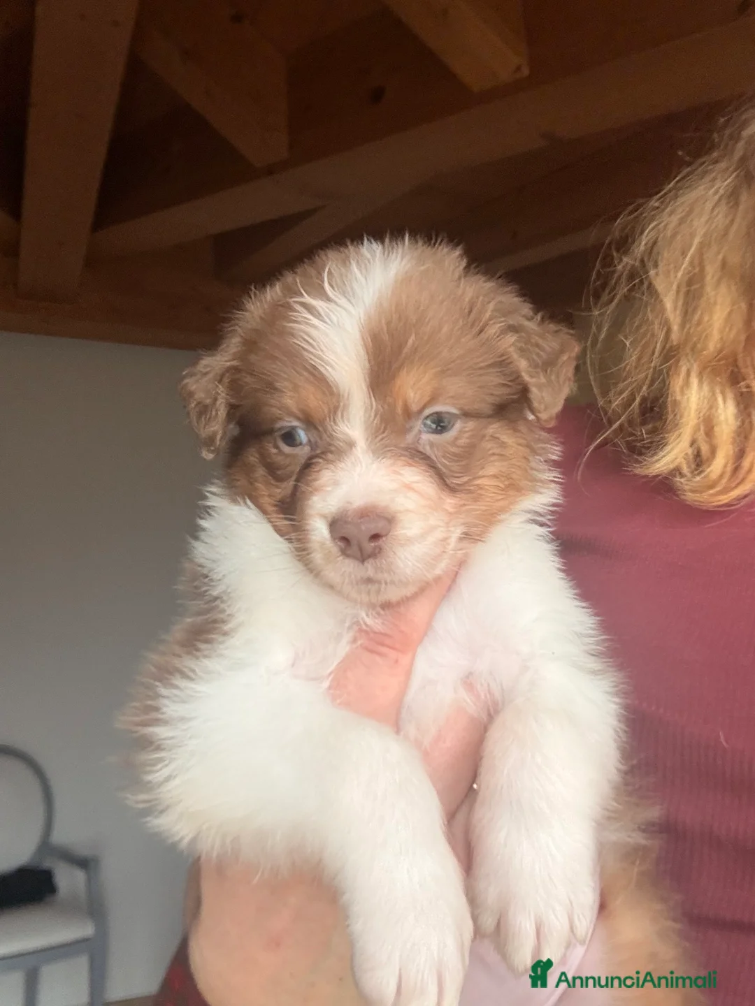 Australian Shepherd cani in vendita: Aussie - Annuncio 4