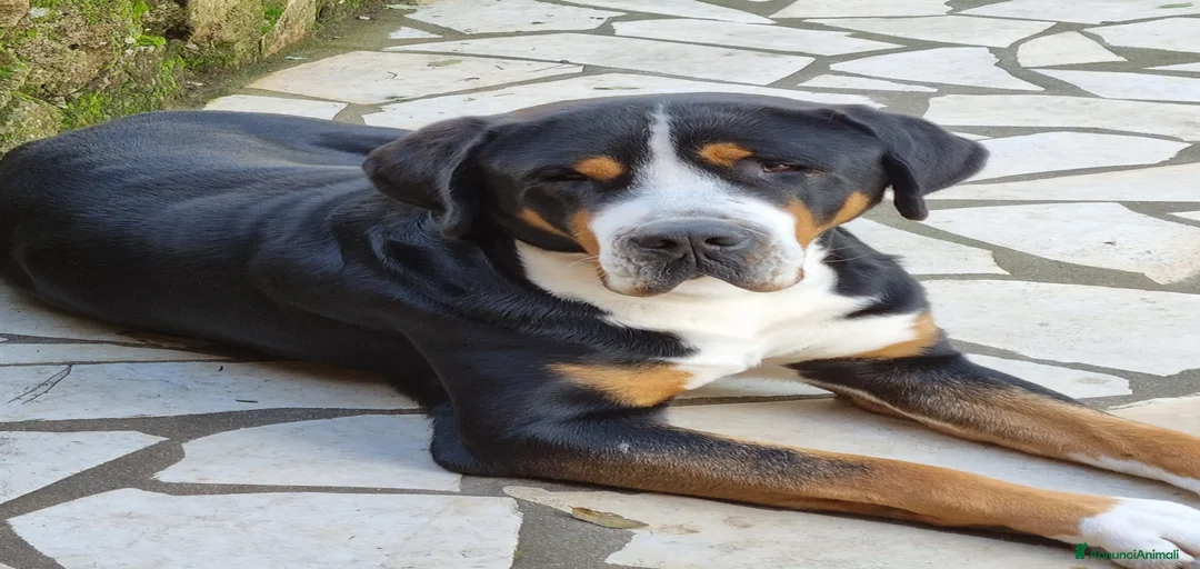 Immagine della galleria {{count}}