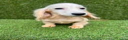 Bassotto cani in vendita: bassotti pelo lungo color crema - Annuncio 8