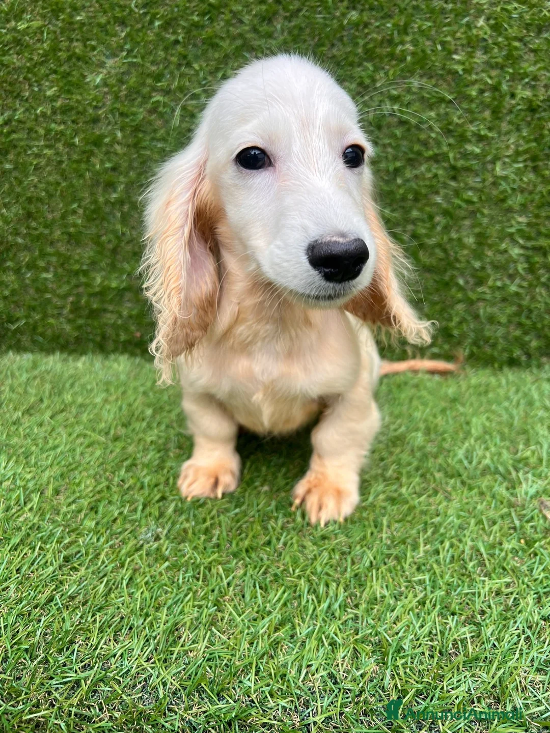 Bassotto cani in vendita: bassotti pelo lungo color crema - Annuncio 8