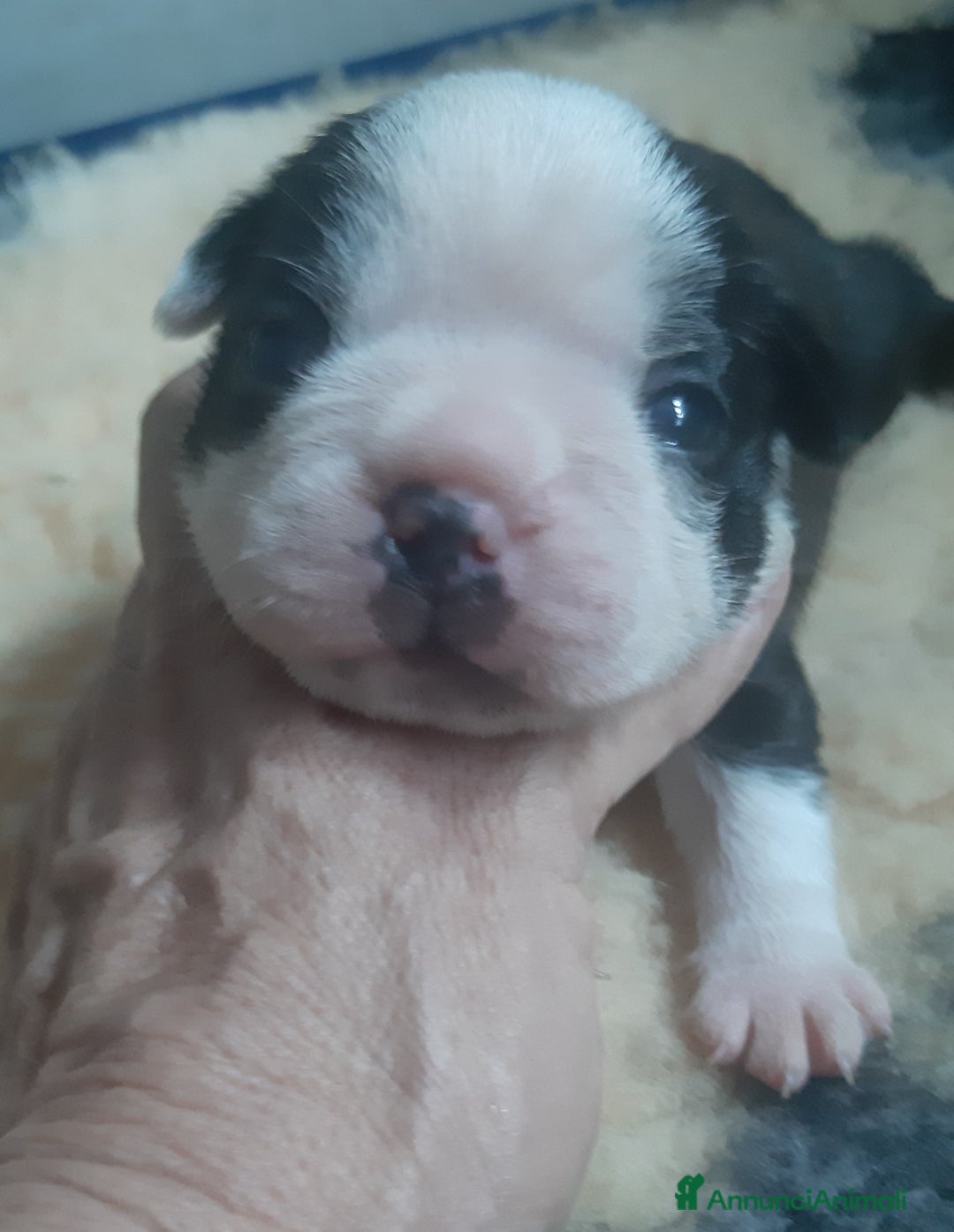 Boston Terrier cani in vendita: Boston terrier con pedigree  a Metropolitan City of Milan - Immagine 15