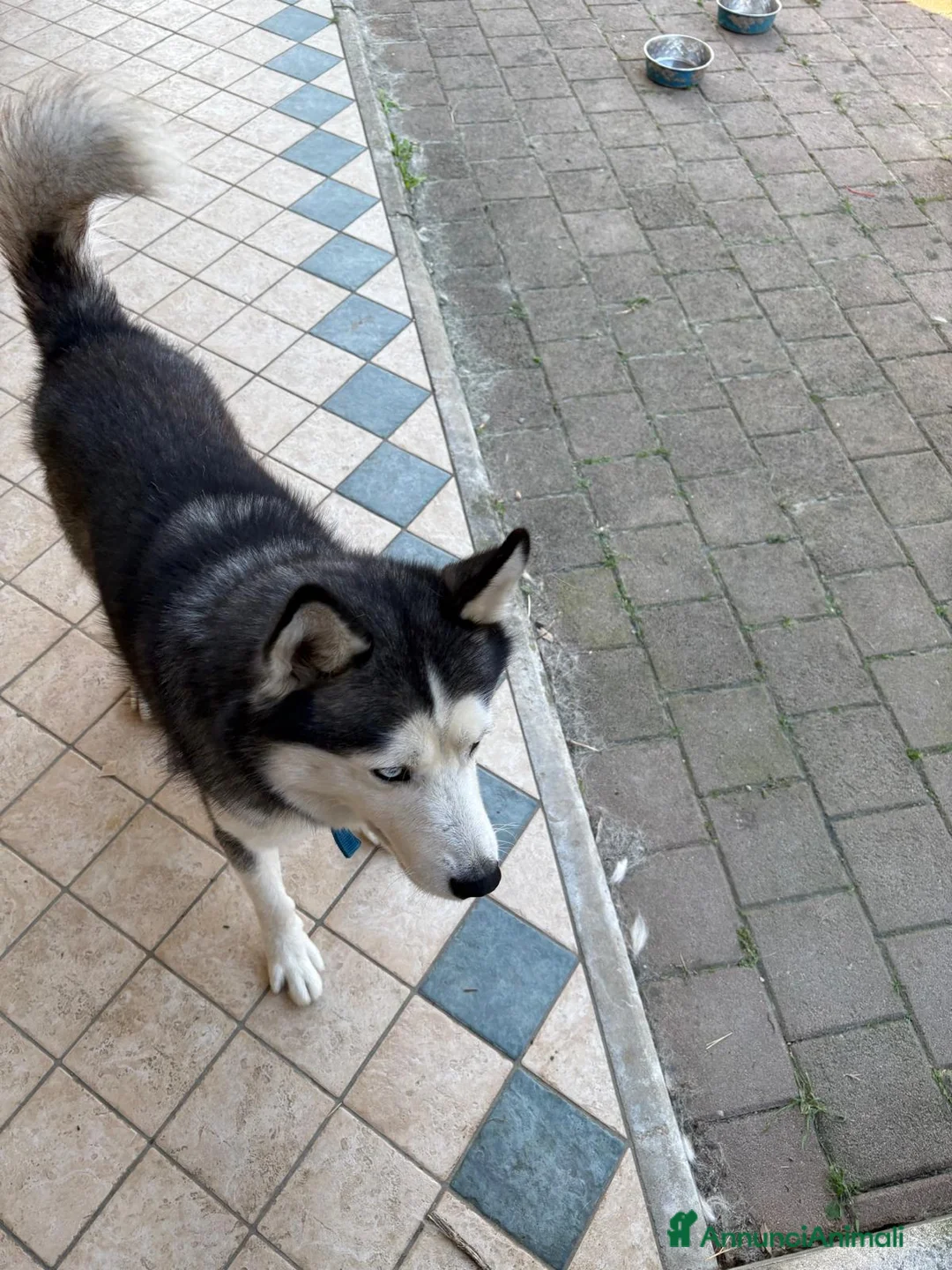 Husky cani in vendita: Husky maschio di 5 anni - Annuncio 2