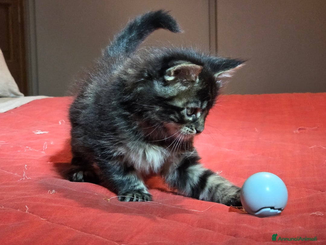 Maine Coon gatti in vendita: Vendo Cuccioli di Maine Coon - Annuncio 11