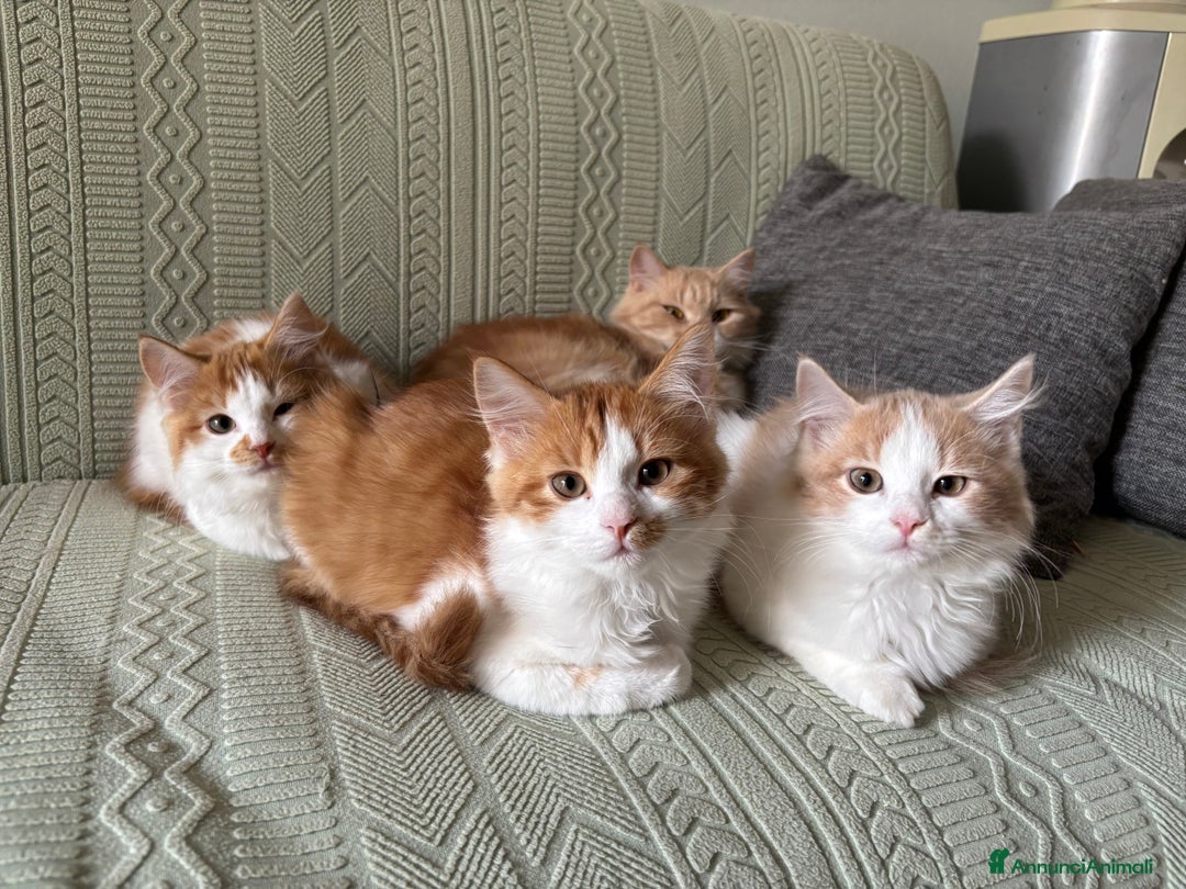 Siberiano gatti in vendita: Tre cucciole di gatto siberiano ipoallergenico - Immagine 11