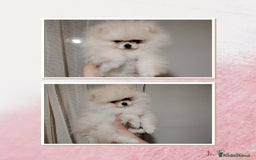 Volpino Pomerania cani in vendita: Cuccioli Spitz Tedesco Nano (Pomerania) a Provincia di Avellino - Immagine 2