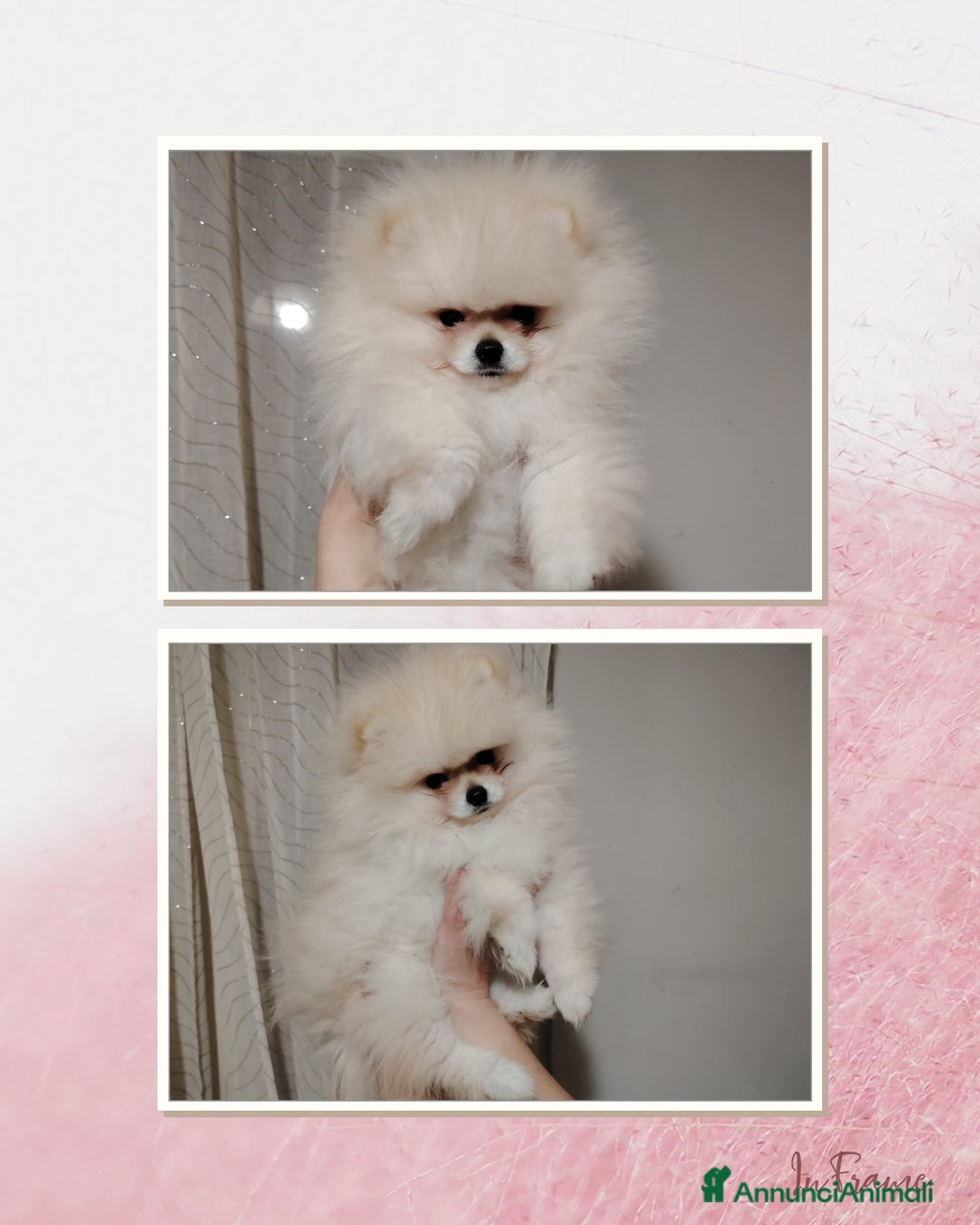 Volpino Pomerania cani in vendita: Cuccioli Spitz Tedesco Nano (Pomerania) a Provincia di Avellino - Immagine 2
