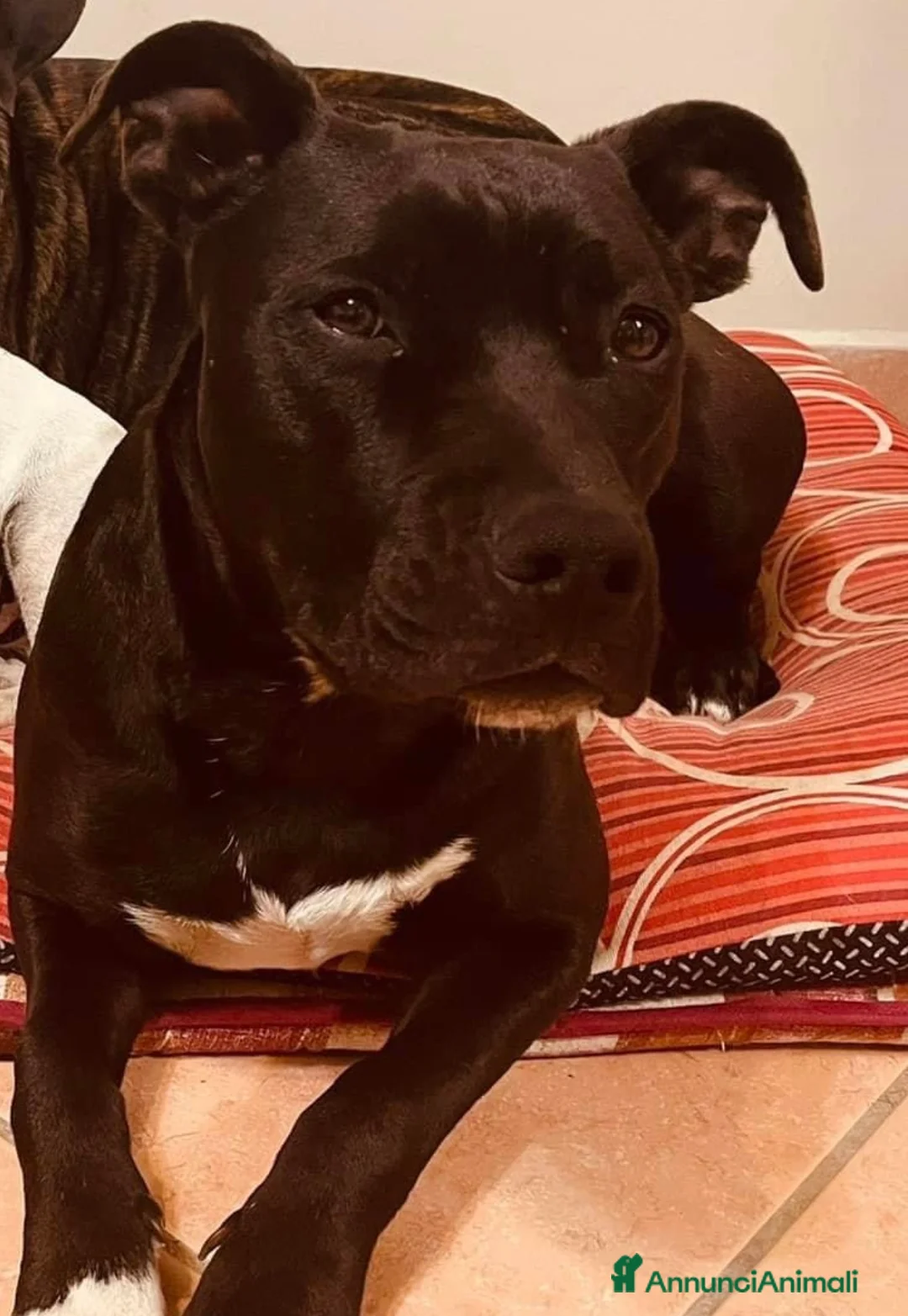 Pitbull cani in regalo: Farah  a Città metropolitana di Roma Capitale - Annuncio 1