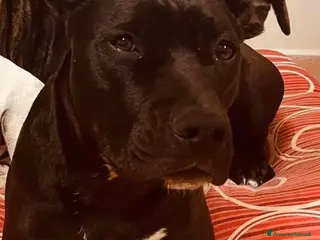 Pitbull cani Farah - Annuncio 1