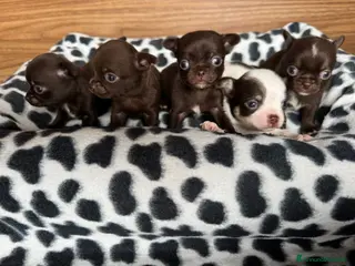 Chihuahua cani Cuccioli di chihuahua con pedigree - Annuncio 16