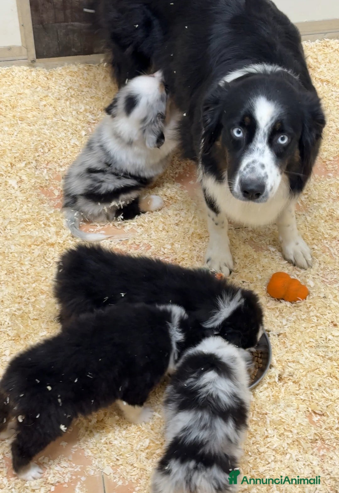 Australian Shepherd cani in vendita: Cucciolo di Australian Shepherd Blue Merle - Annuncio 7