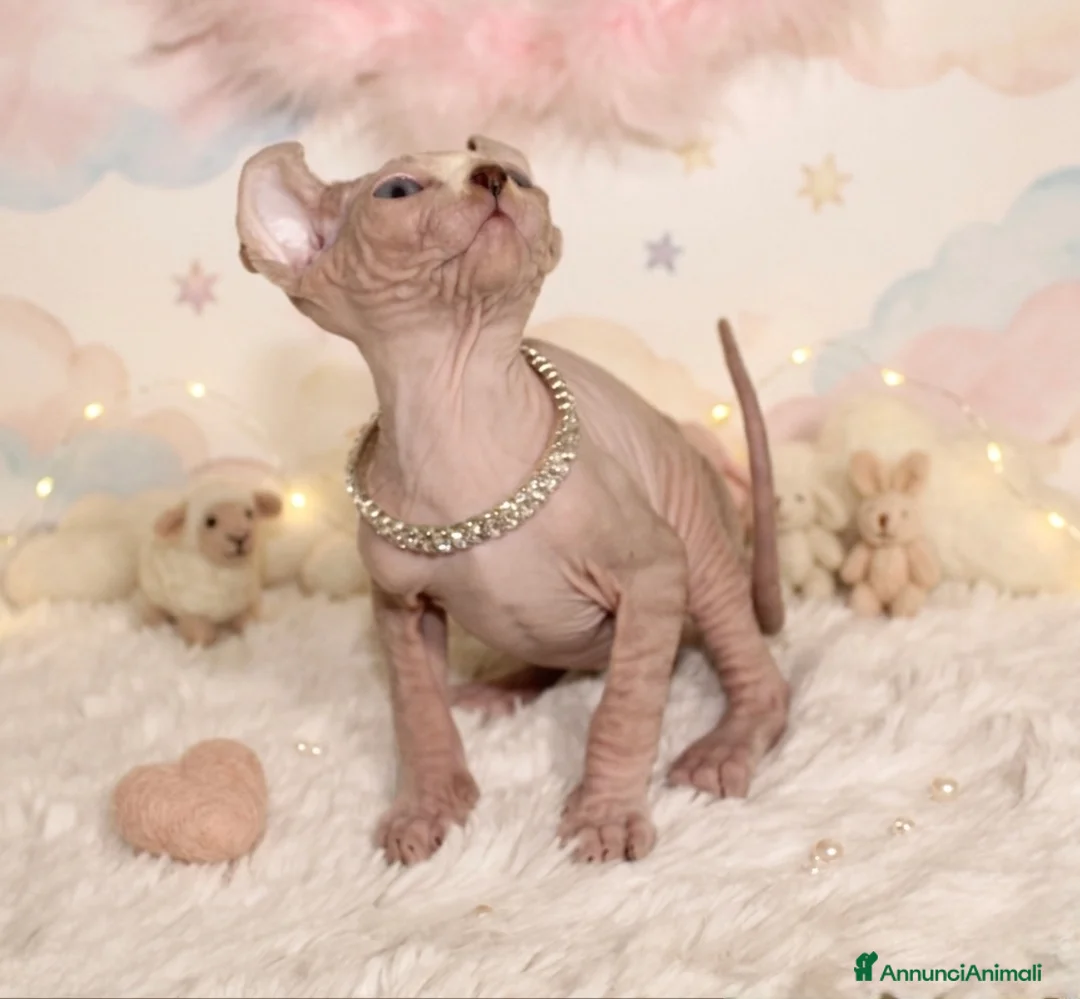 Sphynx gatti in vendita: Cucciola di sphynx a Provincia di Varese - Annuncio 1