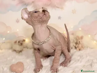 Sphynx gatti Cucciola di sphynx - Annuncio 1