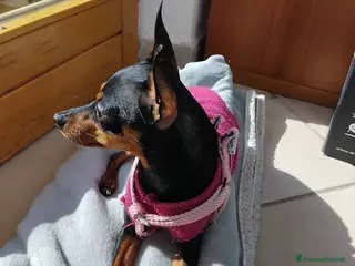 Affenpinscher cani Pincher toy - Annuncio 17