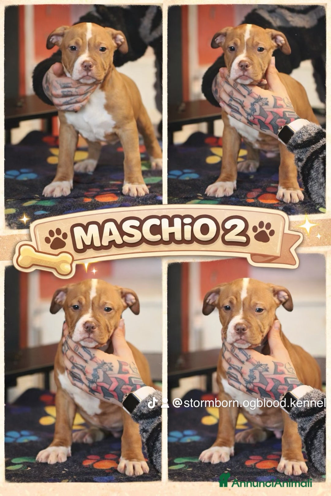 Pitbull cani in vendita: Cuccioli di Pit Bull con pedigree anche a rate - Annuncio 10