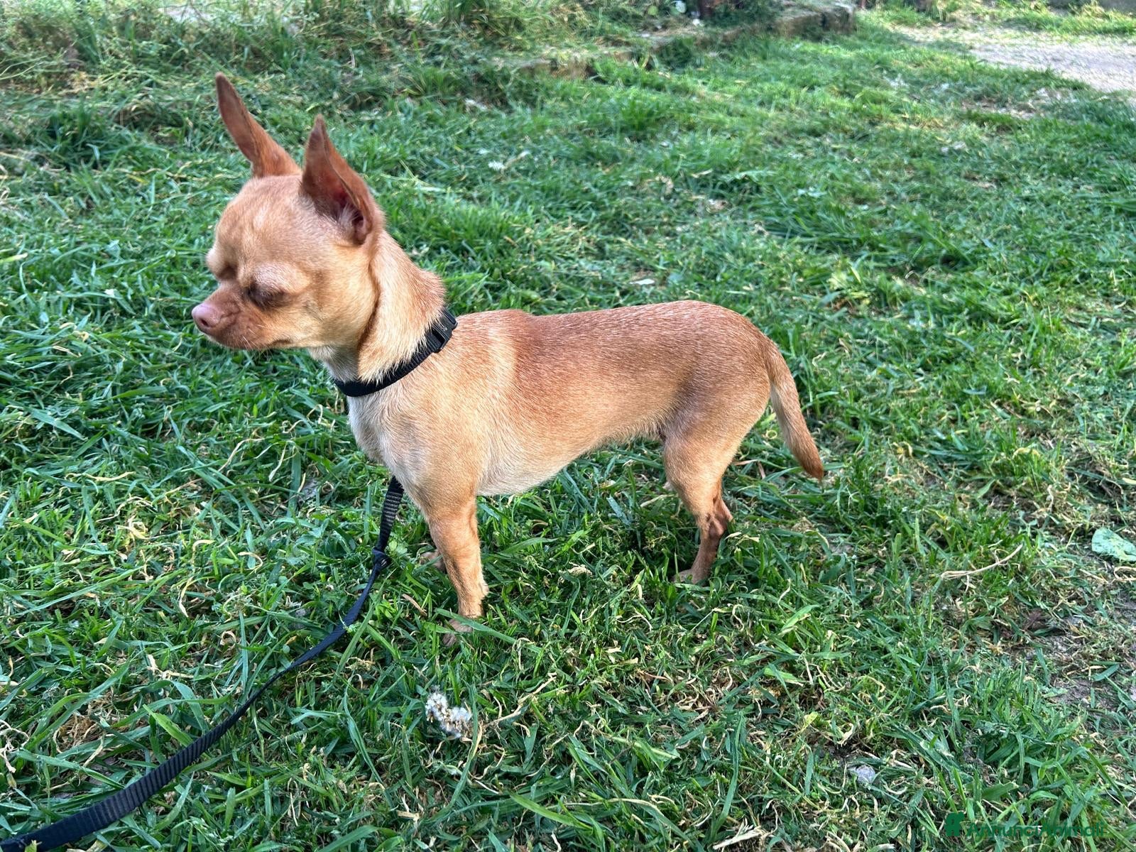 Chihuahua cani Chihuahua  - Annuncio 5