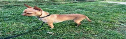 Chihuahua cani in vendita: Chihuahua  - Annuncio 1