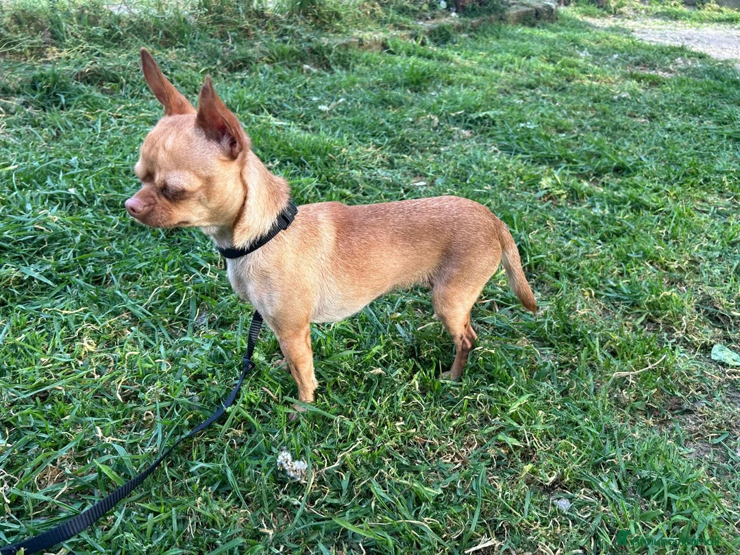 Chihuahua cani in vendita: Chihuahua  - Annuncio 1
