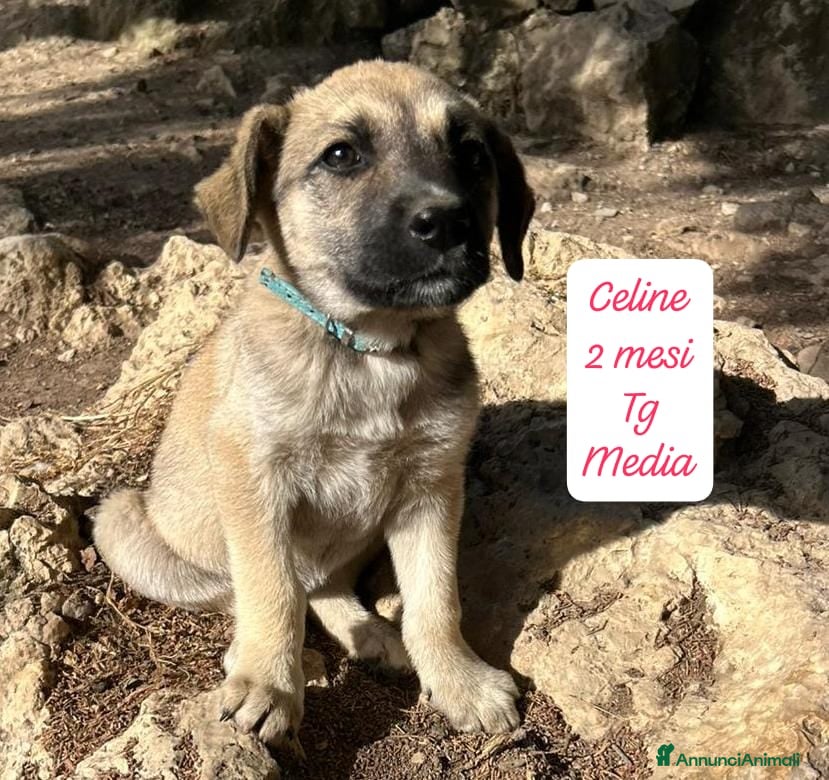 Meticcio cani Cuccioli cercano urgentemente famiglia  - Annuncio 13