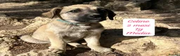 Meticcio cani in regalo: Cuccioli cercano urgentemente famiglia  a Provincia di Monza e della Brianza - Annuncio 1