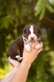 Australian Shepherd Cucciolo 2